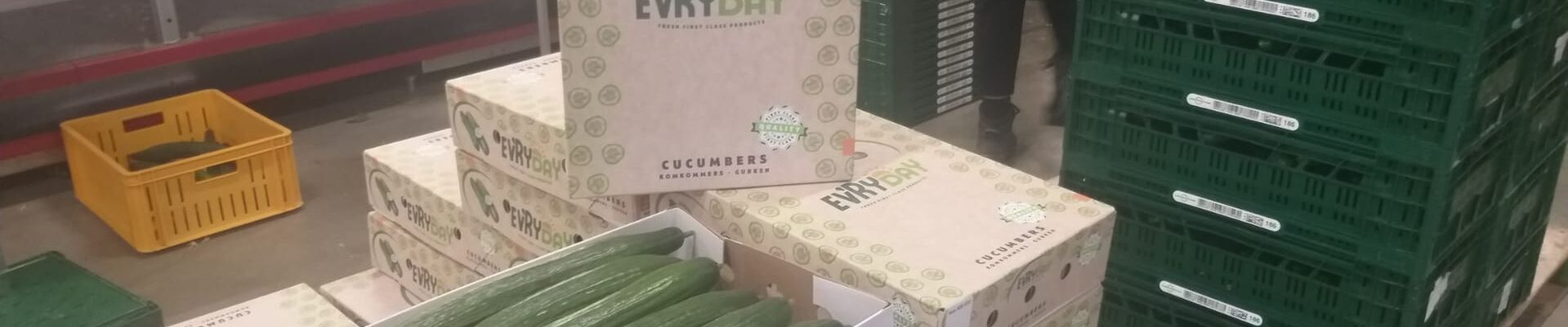 Hoe komkommerteler Multigrow Grashoek BV onderneemt in uitdagende tijden