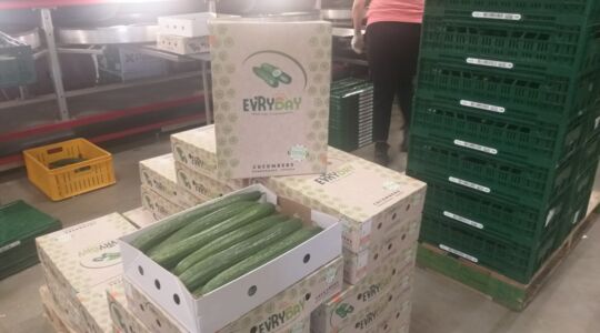 Hoe komkommerteler Multigrow Grashoek BV onderneemt in uitdagende tijden