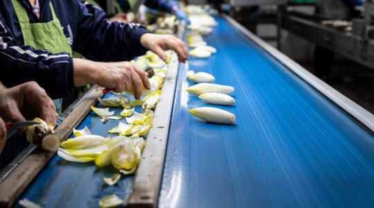 Bruyninckx Chiconnettes 4