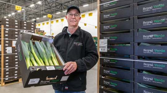 New packaging for leeks: sturdy solid board trays