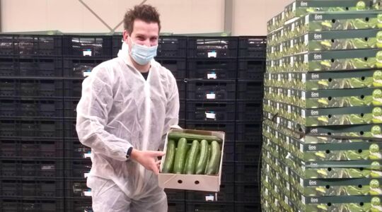 Zo kweekt Van Gog Kwekerijen duurzame, Nederlandse kwaliteitskomkommers