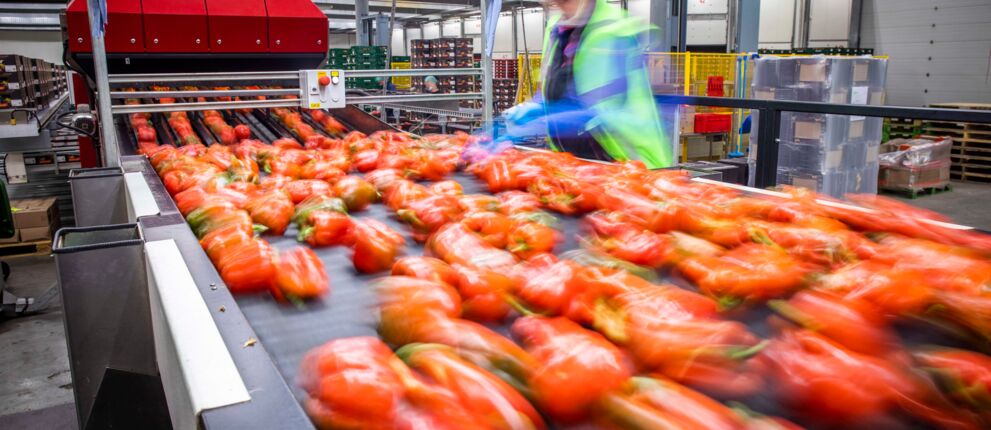 ZON rode paprika sorteren